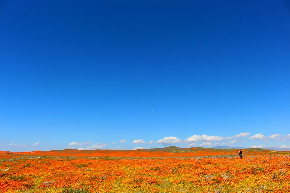 superbloom