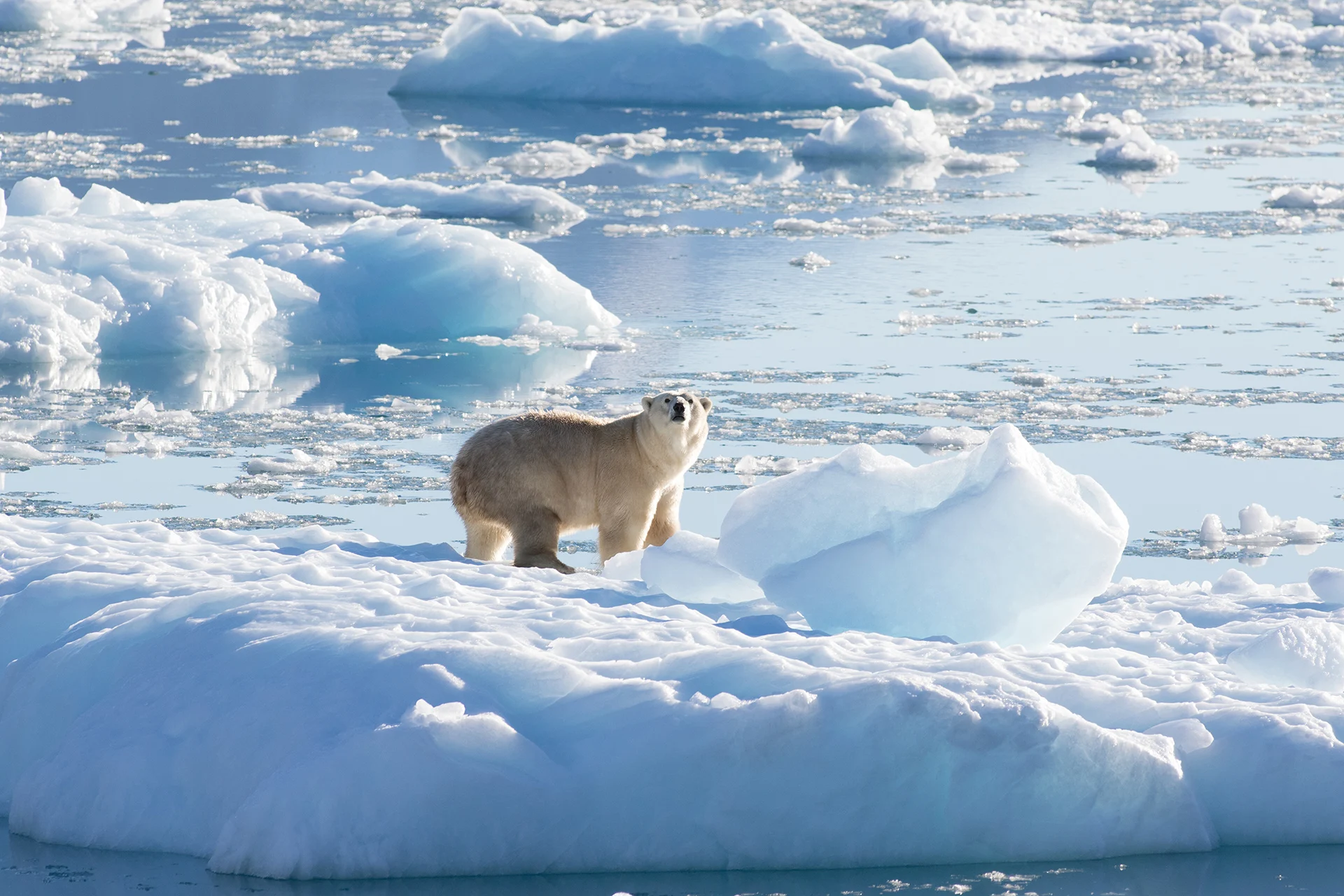 Une sous-population d’ours polaires découverte au Groenland