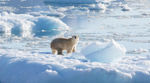 New subpopulation of polar bears discovered in remote part of Greenland