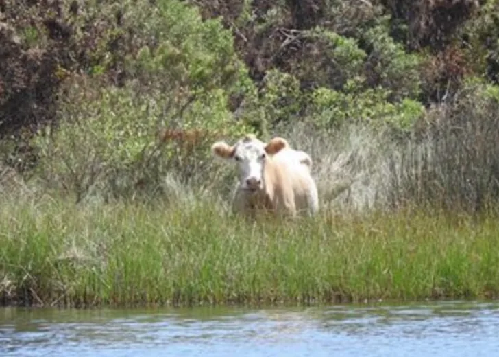 cedar island cow 3