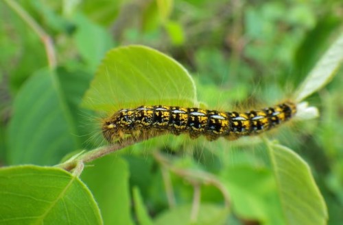northern-tent-caterpillar/Roger Brett via CBC