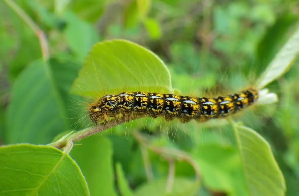 northern-tent-caterpillar/Roger Brett via CBC