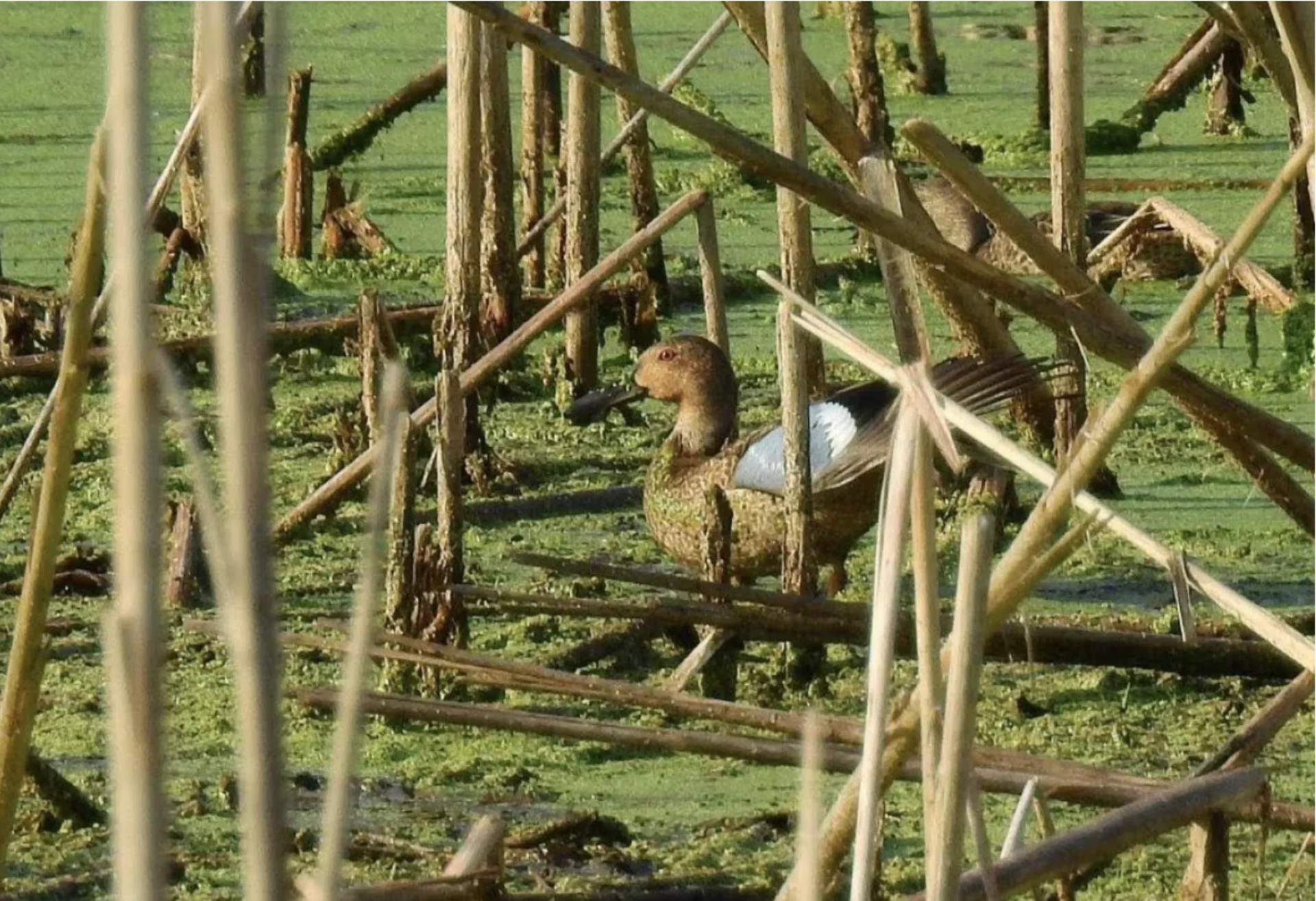 CBC: The small duck has a red eye and blue forewing. (Submitted by Bob Curry)