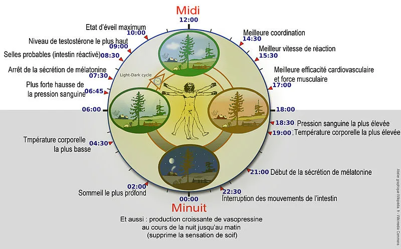 800px-Biological clock humanNycthéméralFrenchVersion