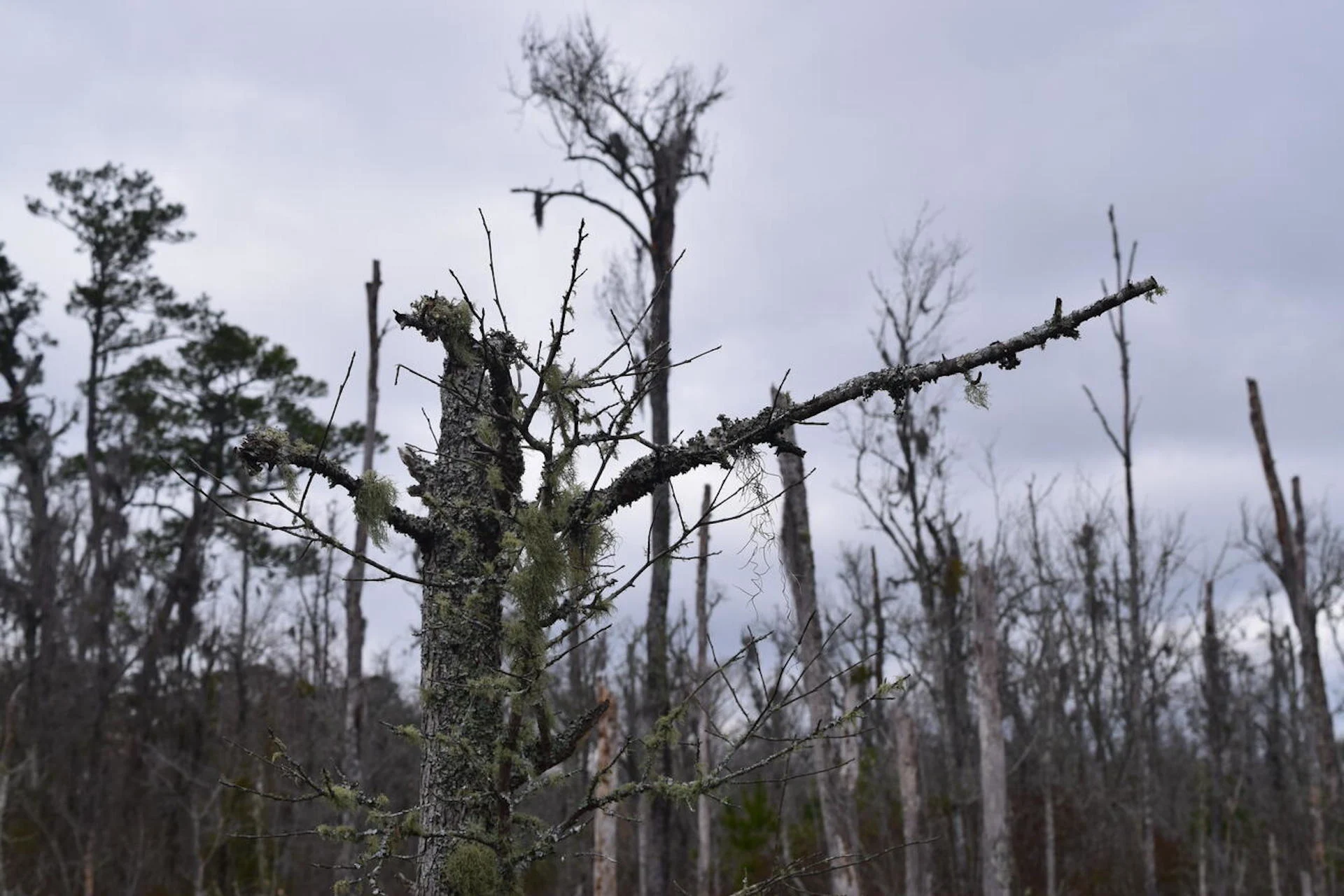 Ghost forest/MelindaMartinez/USGS