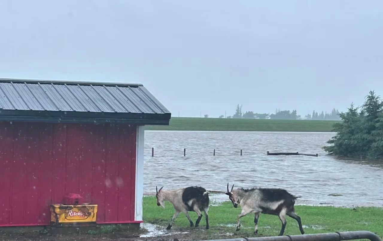 Manitoba, Prairies, Flooding, Swan River, Farm, July 03, 2026. (CBC/Jenna Wintoniw)