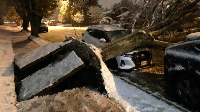 tree-falls-on-car-in-vancouver