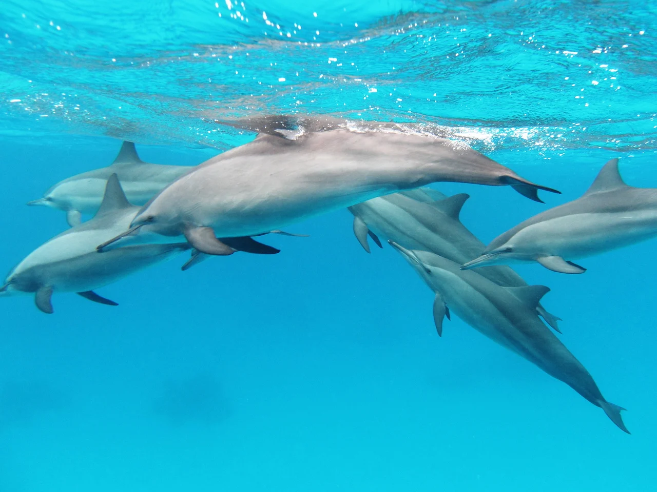 Social distance: New rule bans closeness to these Hawaiian dolphins