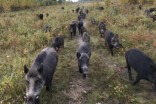 Wild pigs running amok in Saskatchewan: researcher