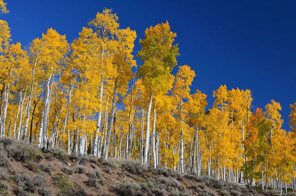 PAndo tree J Zapell wikimedia