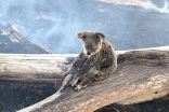 Koala and joey recovering after being stranded by Australia bush fire