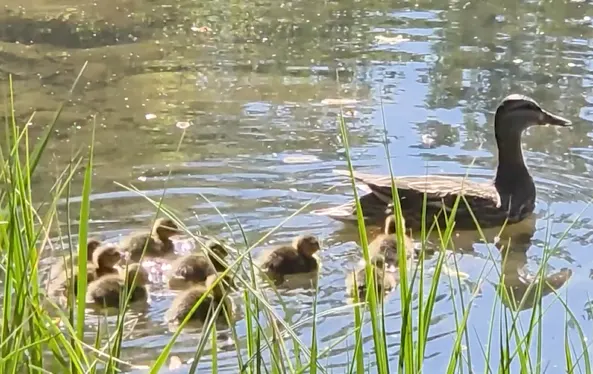 Mother duck with her ten babies safely swimming in the water. (Connor O'Donovan/TWN)