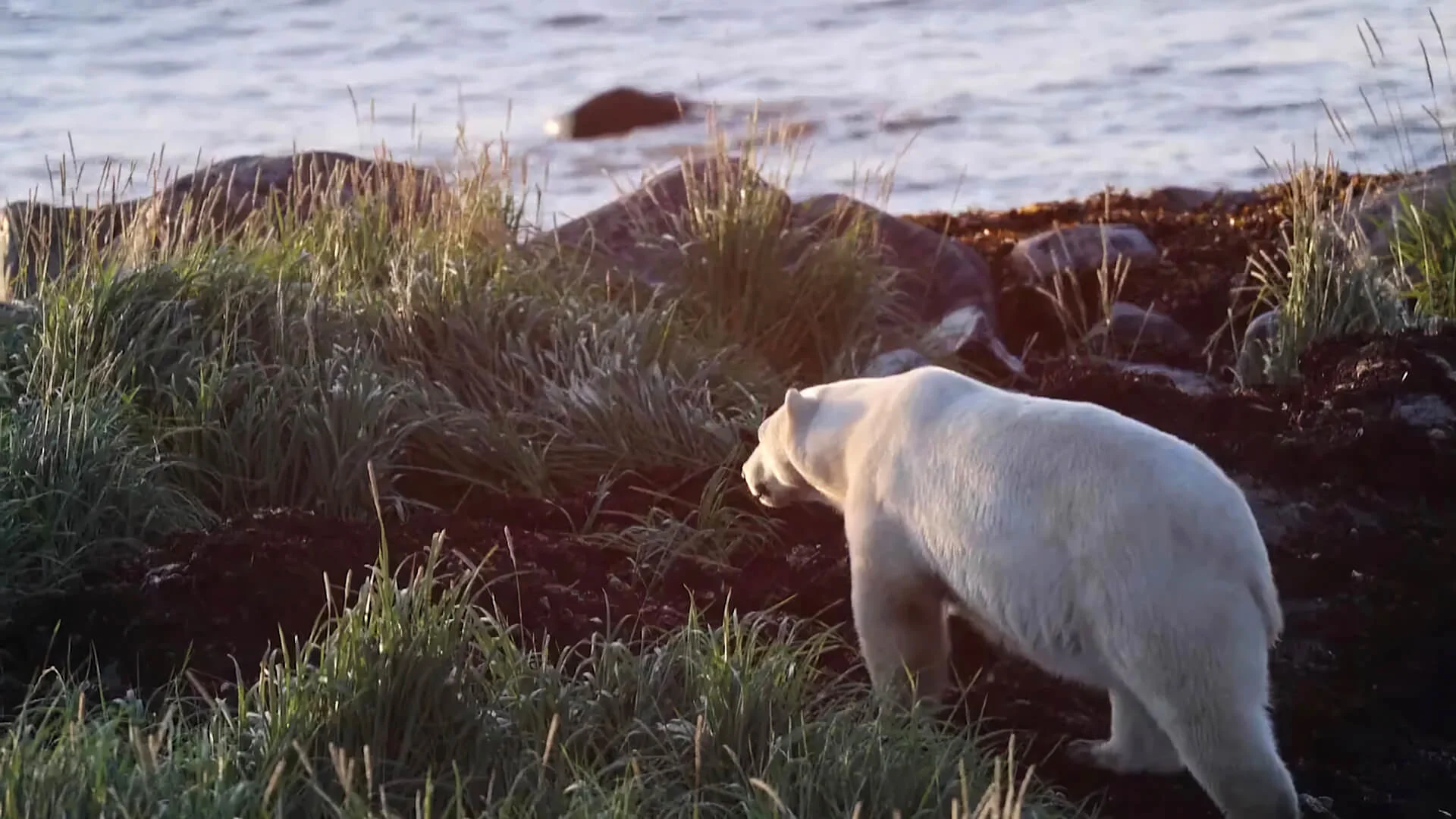 How Indigenous-led conservation can help Canada protect its land and water