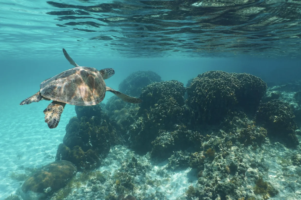 Getty Images: Sea turtle