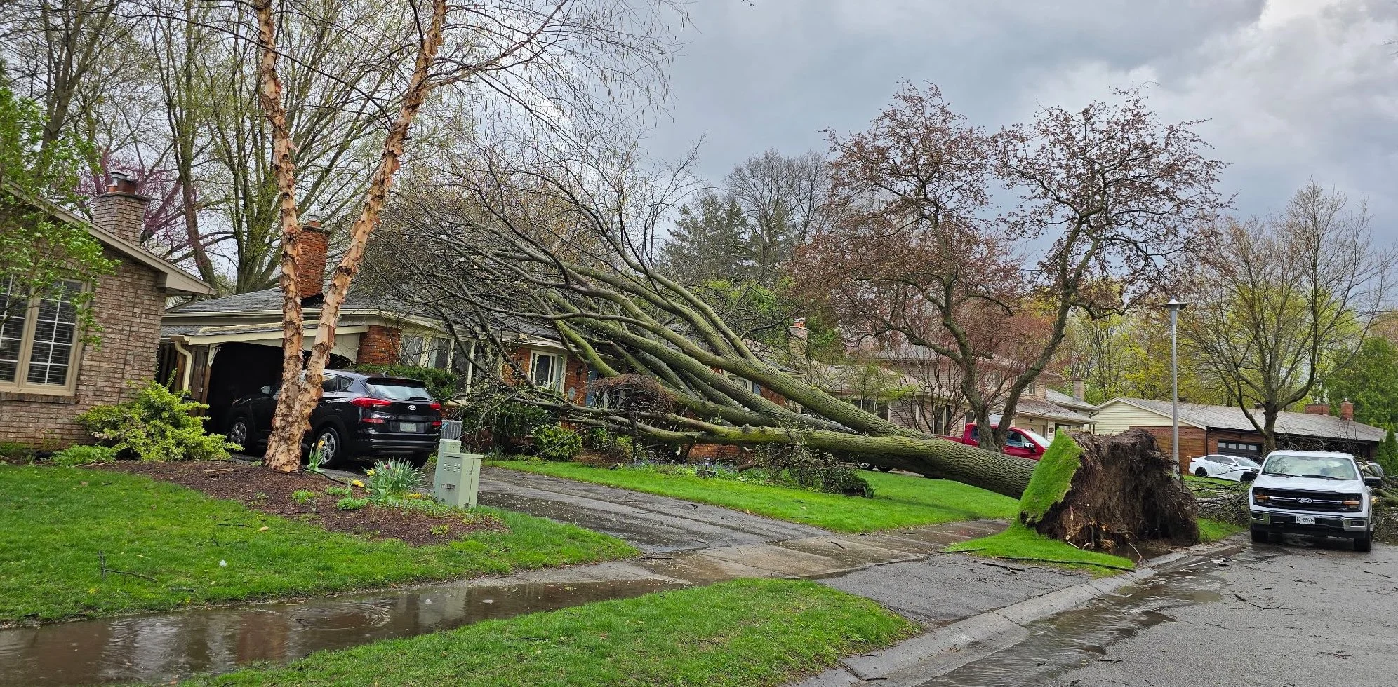 Tree damage in London, Ont./Morgan Leblanc/X (@morgantleblanc)
