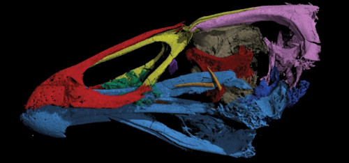 MétéoMédia - 'Wonderchicken' fossil reveals dawn of modern birds - Vimarsana News