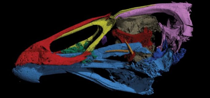 Reuters: Three-dimensional image of the skull of the world's oldest-known anatomically modern bird, Asteriornis maastrichtensis, which lived 66.7 million years ago, in this handout photo released to Reuters on March 17, 2020. Daniel J. Field/University of Cambridge/Handout via REUTERS
