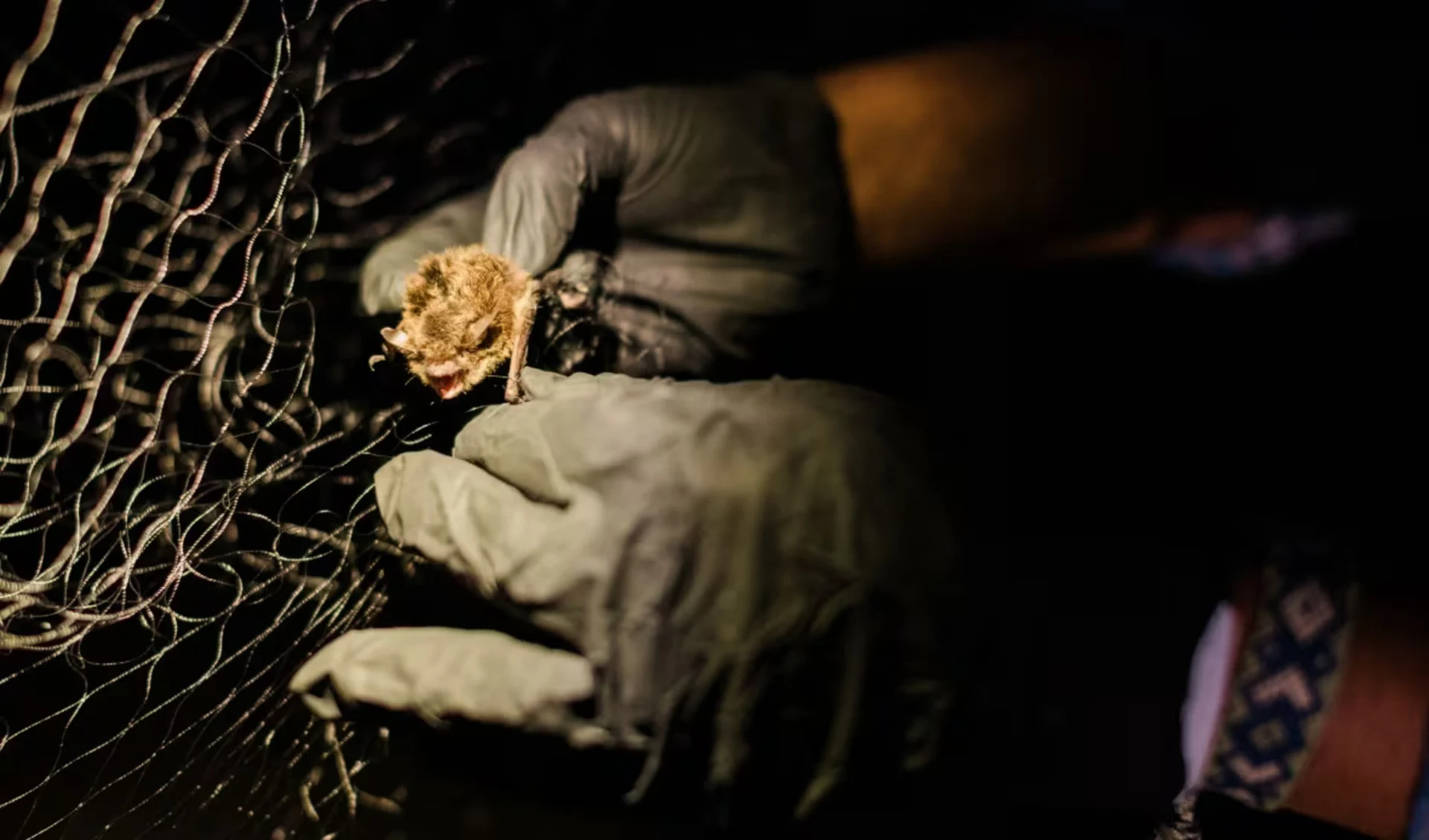 For researchers, an ideal night is spent chasing bats through Vancouver's parks