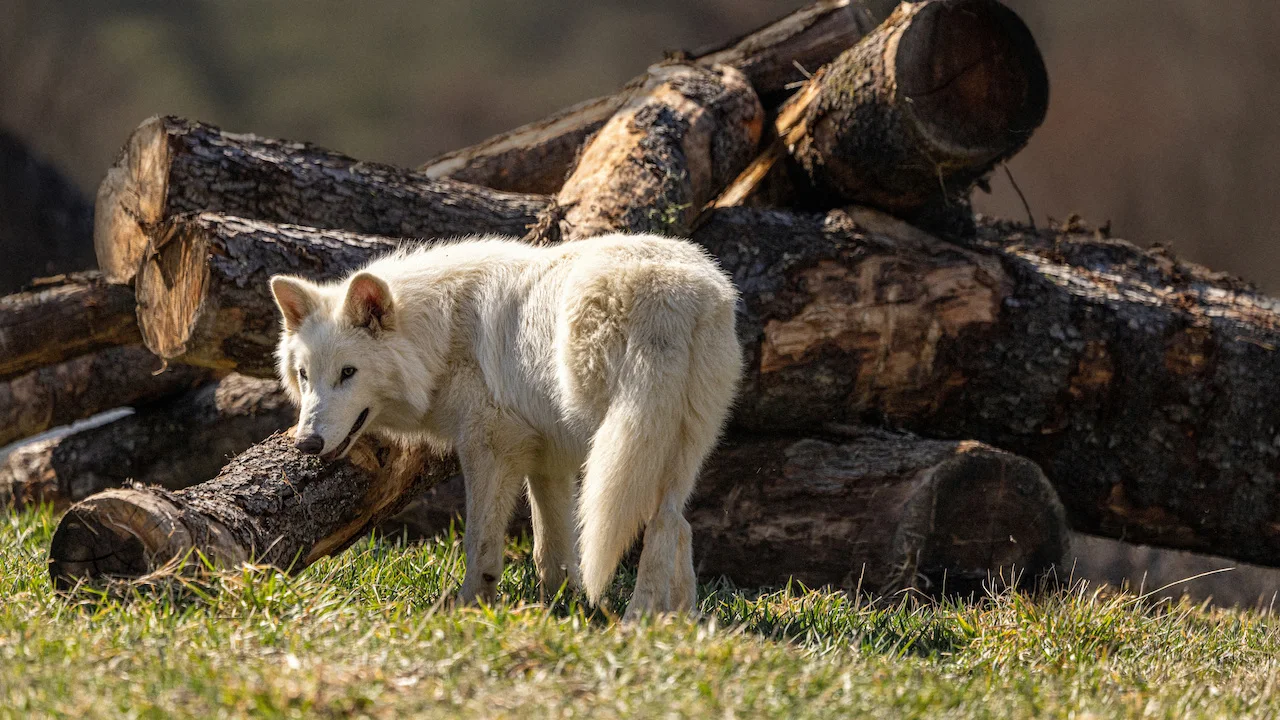 SCIENCE-CLONE-dire-WOLVES/Colossal Biosciences/Handout via REUTERS