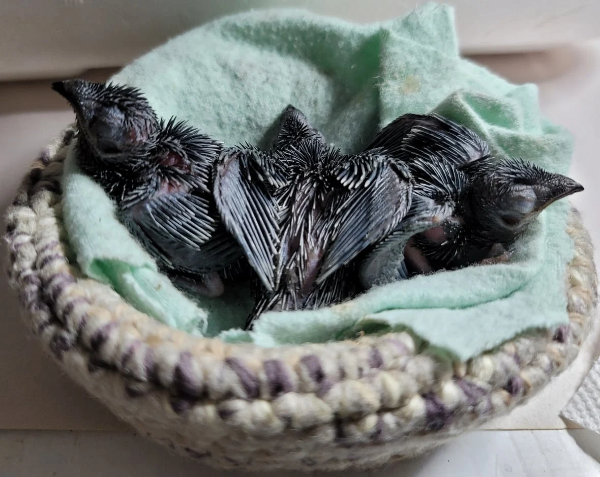 chimney-swift-babies/Submitted by Connie Black via CBC