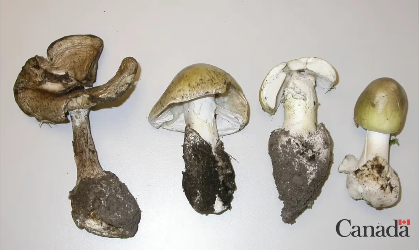 Natural Resources Canada/Canadian Forest Service: The death cap mushroom starts as a button-shaped bulb and opens into a flat-capped mushroom that turns darker brown-green as it matures. (Natural Resources Canada/Canadian Forest Service)