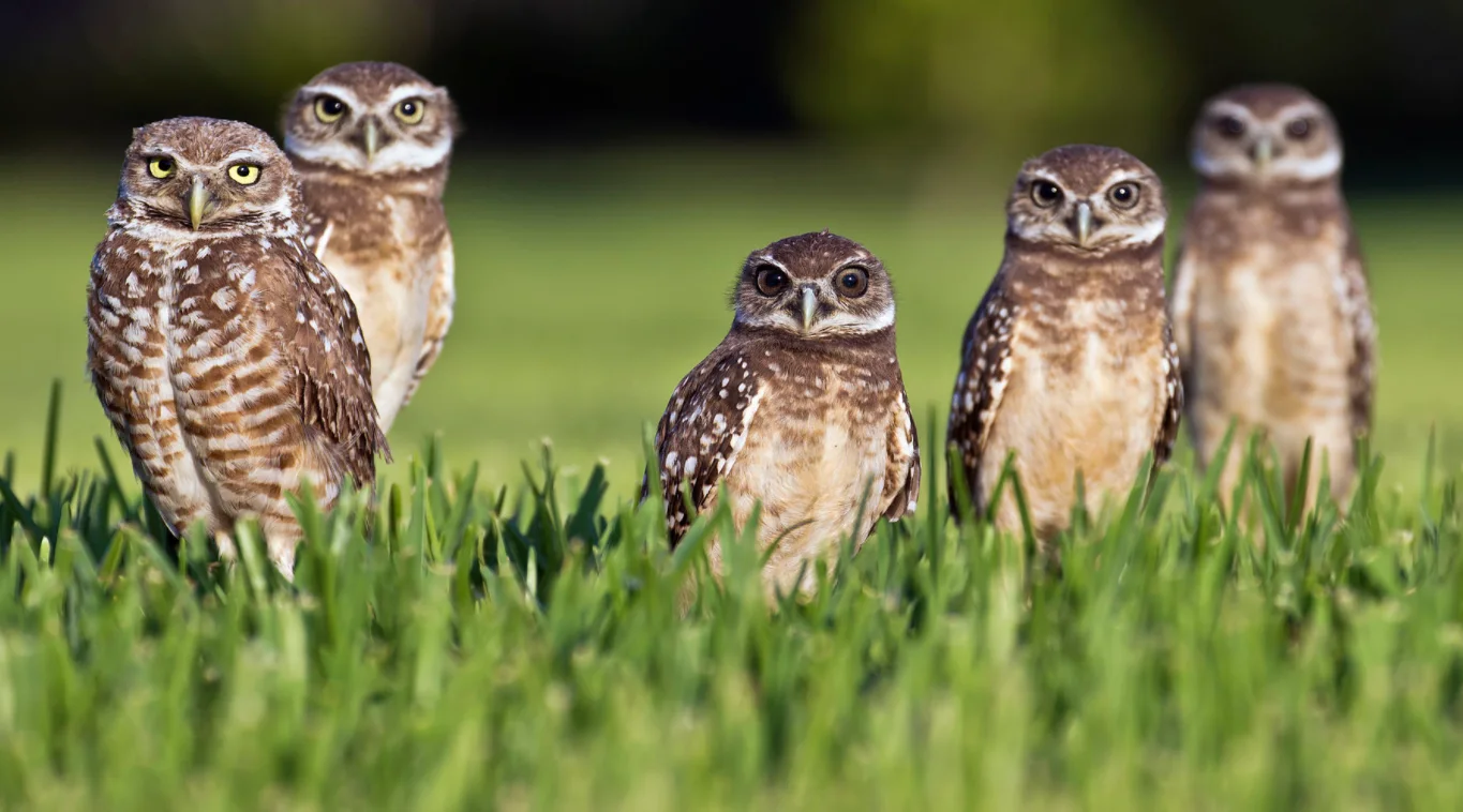 burrowing owls - wikipedia