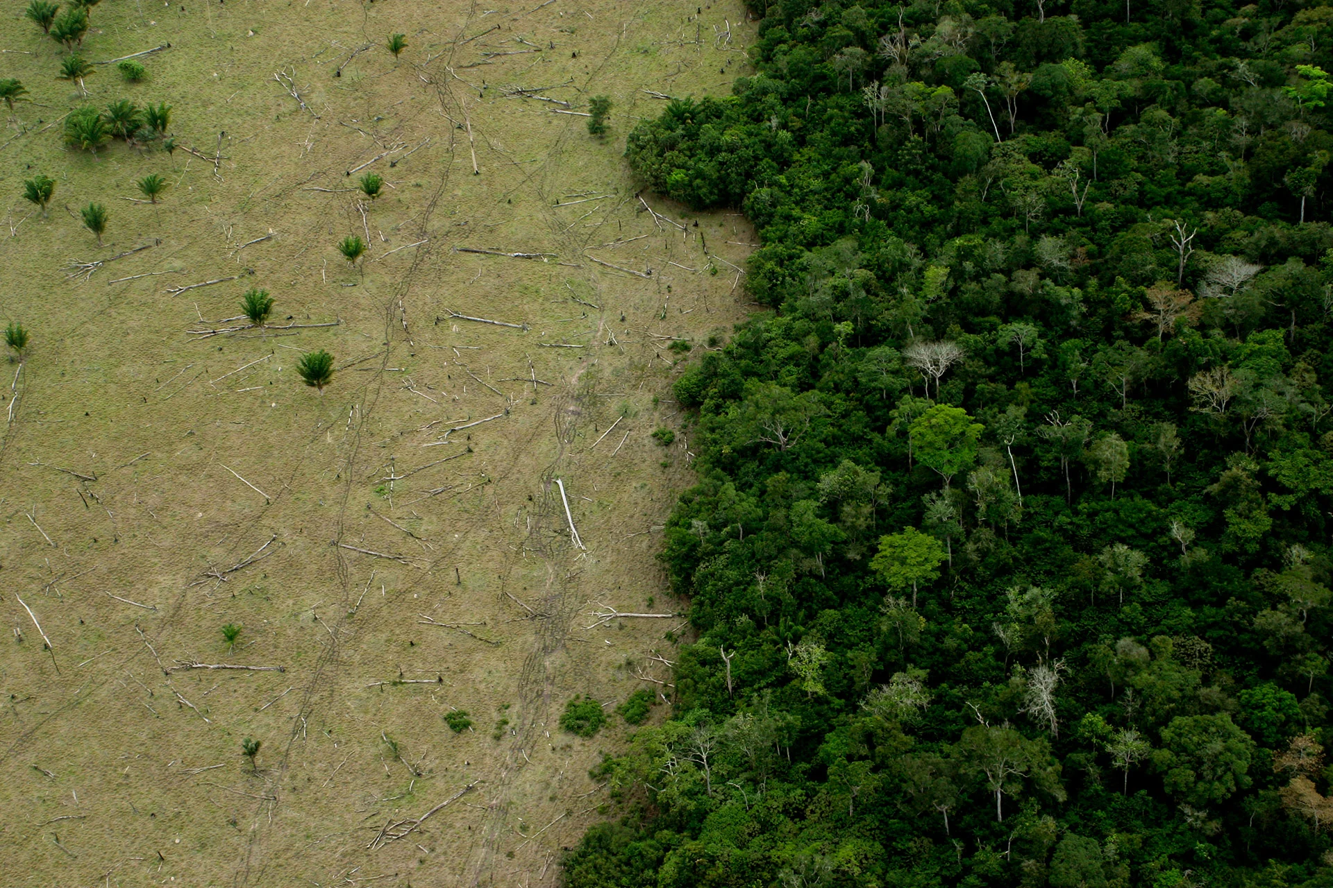 Amazon deforestation LeoFFreites Moment Getty Images.