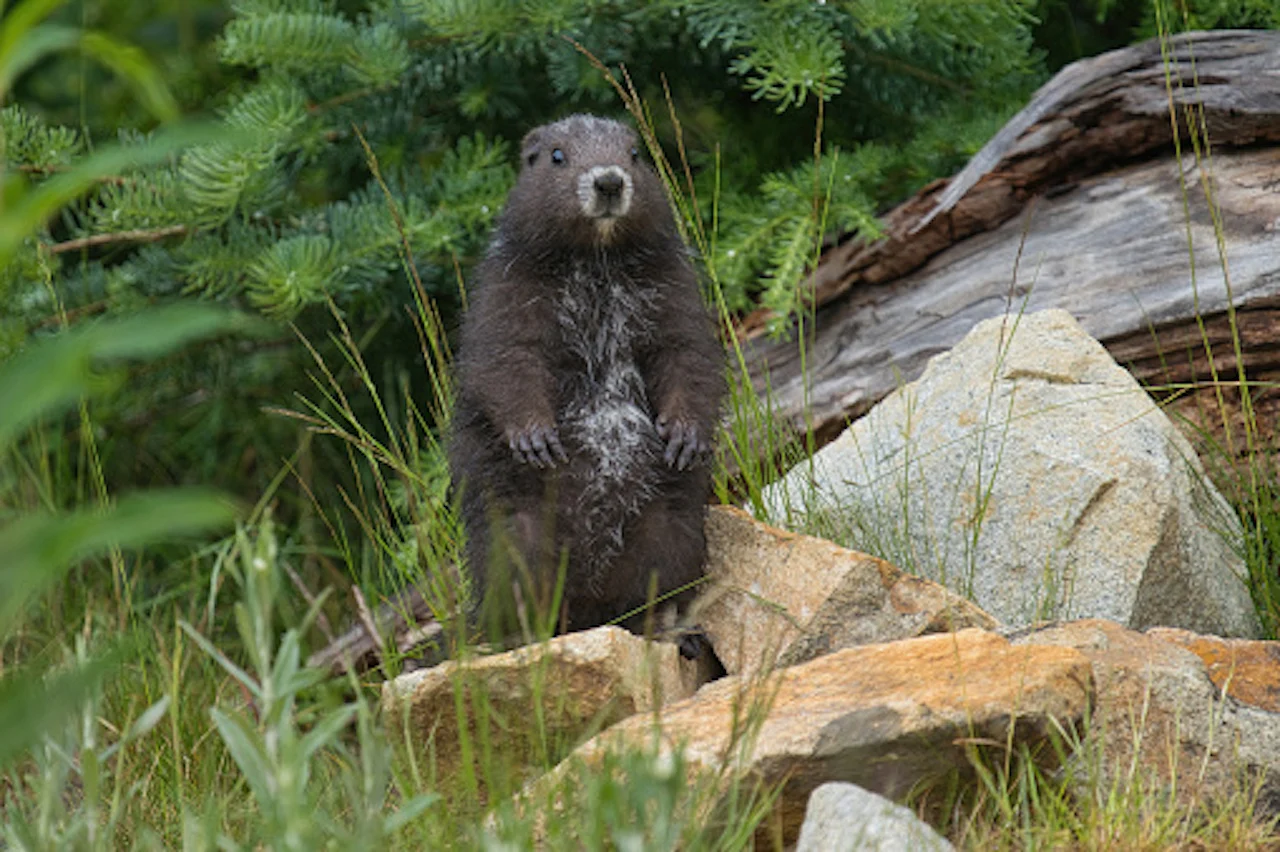 Vancouver Island marmot/Tony LePrieur:Getty Images:2174544643-170667a