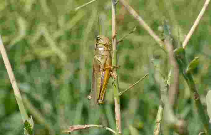 grasshopper (1)/Riley Laychuk/CBC