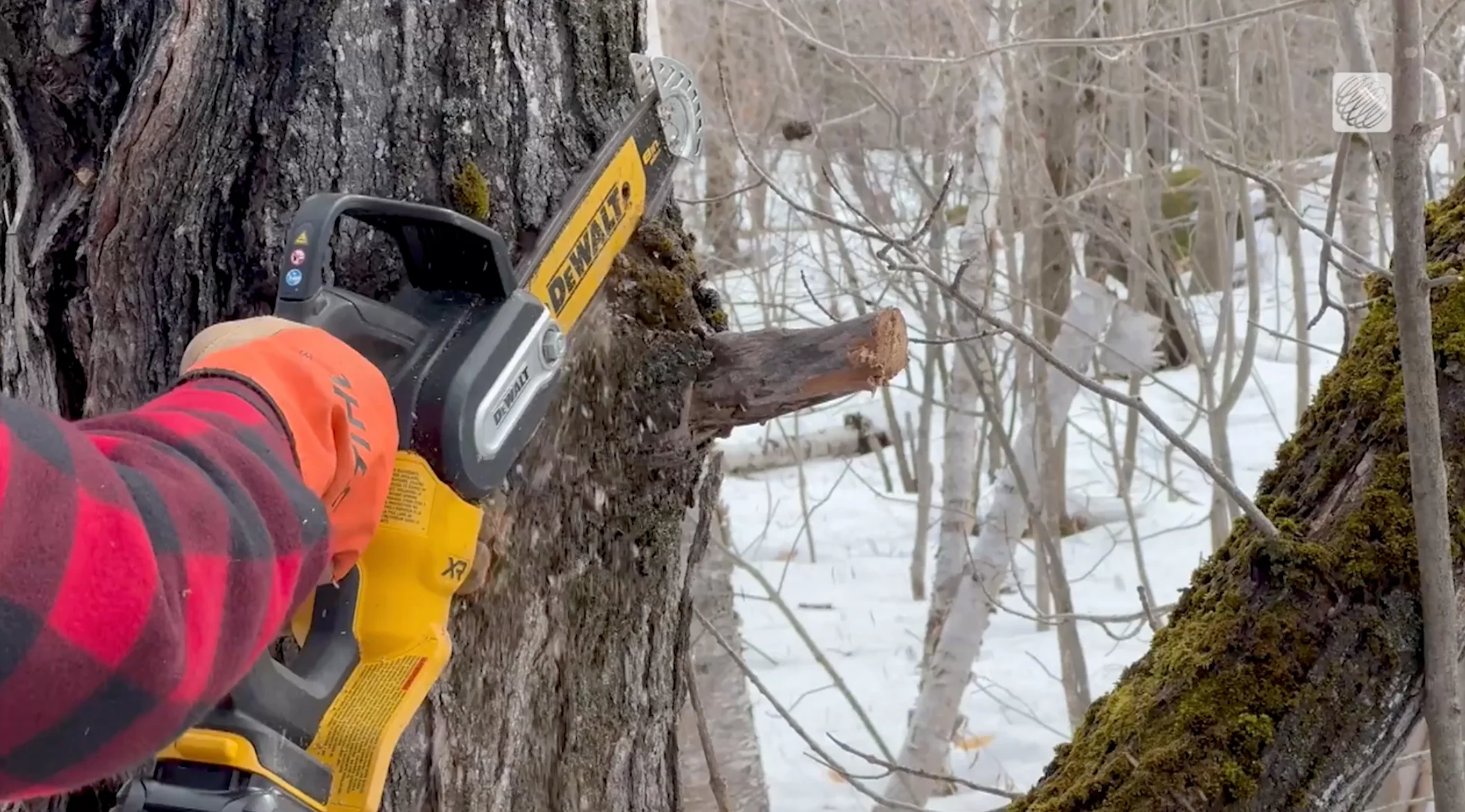 TWN: Tree pruning, cutting tree, trimming, health of a tree 