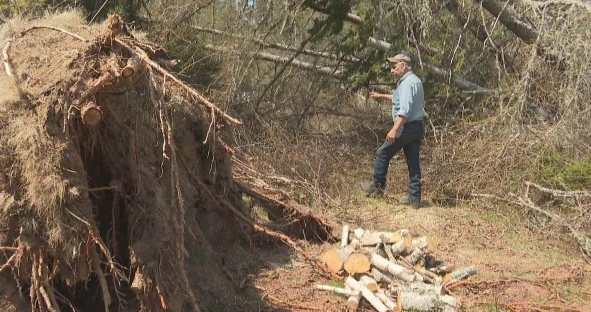 (CBC) Benny Byers tree damage after Fiona in PEI