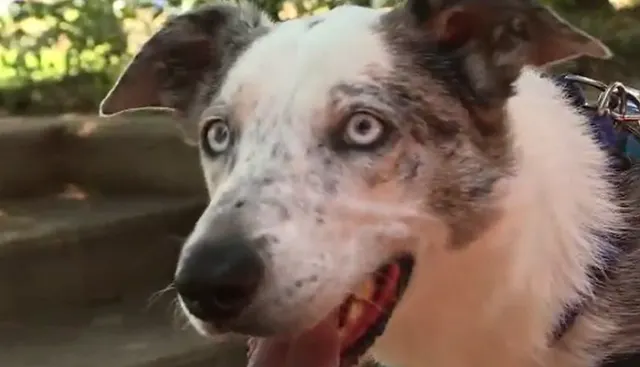 Meet the rescue dog that's helping koalas in Australia - The Weather ...