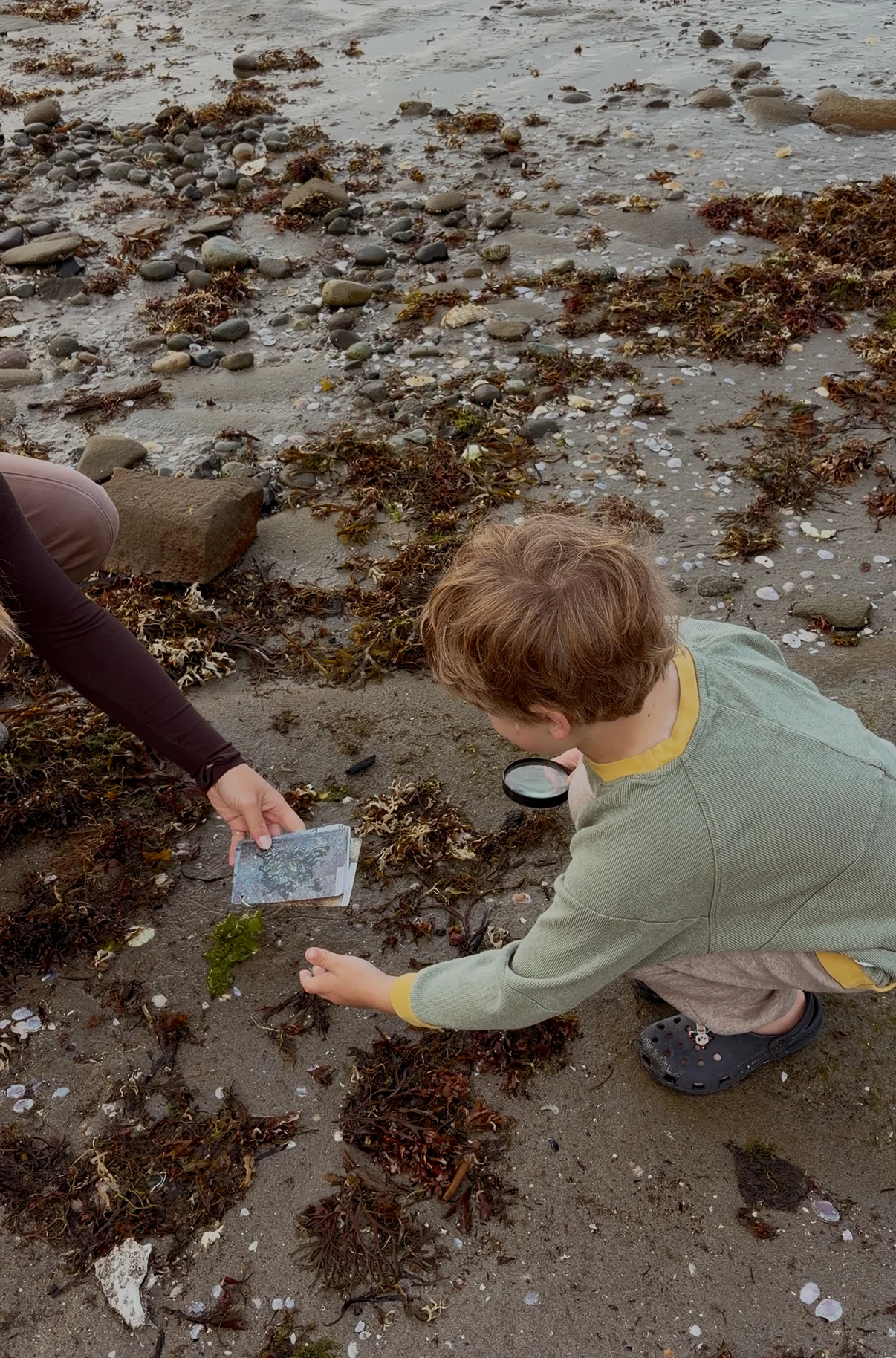 Mia Gordon - Hornby Island seaweed