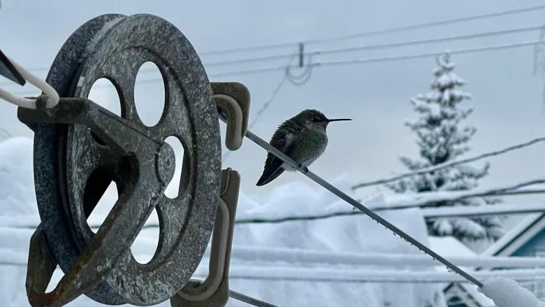 Hummingbirds may need extra help surviving recent frigid temperatures