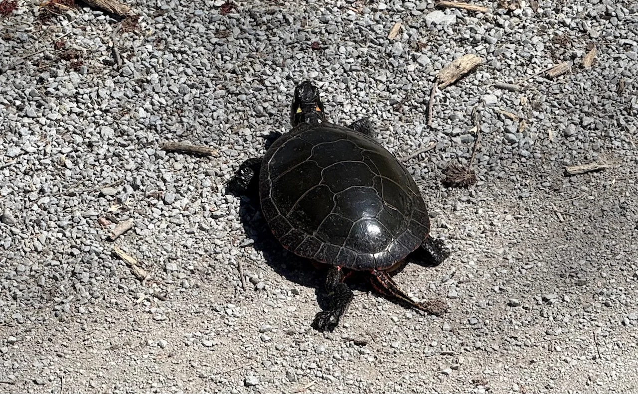 Turtle/Nathan Howes/TWN