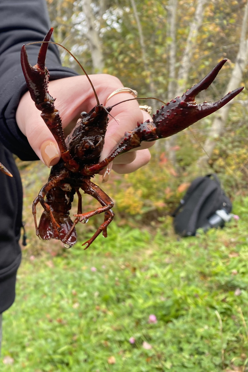 Nathan Coleman: Rare crayfish spotted in Nova Scotia