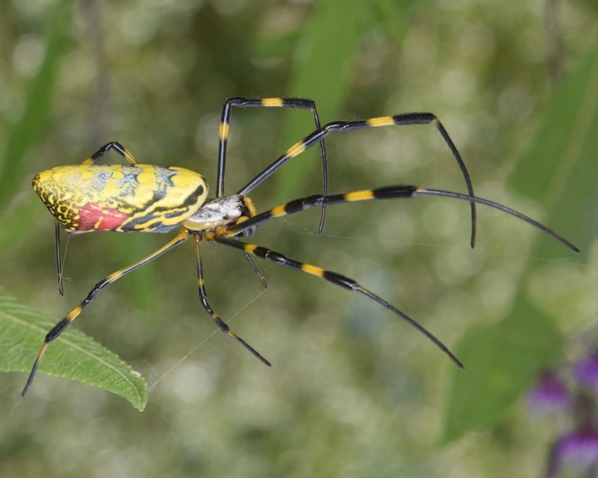 Giant venomous spider webs drape parts of the U.S.: Will it spread to Canada?