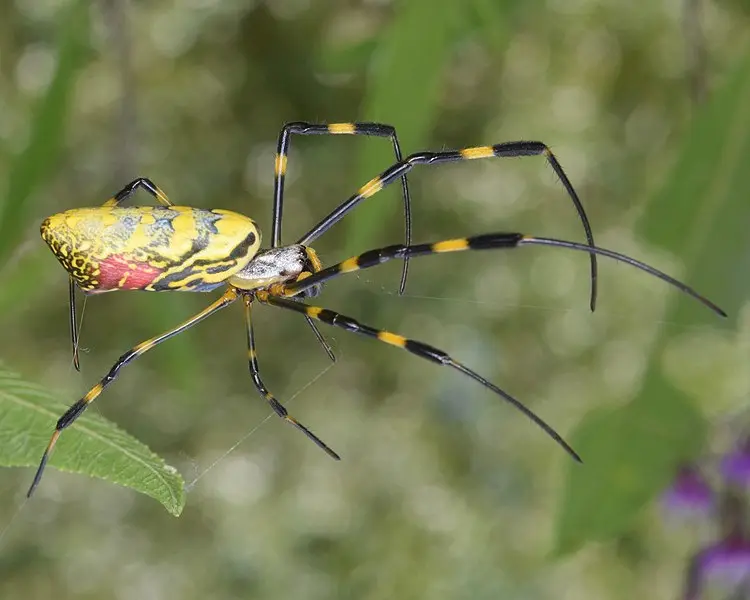 Une araignée asiatique gagne du terrain en Amérique du Nord