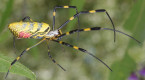 Une araignée asiatique gagne du terrain en Amérique du Nord