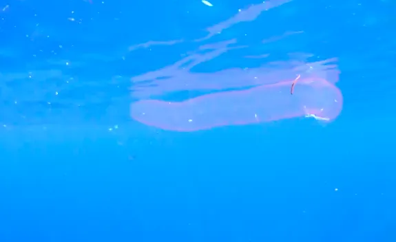  Cluster of diamond squid eggs seen floating amid plastic waste