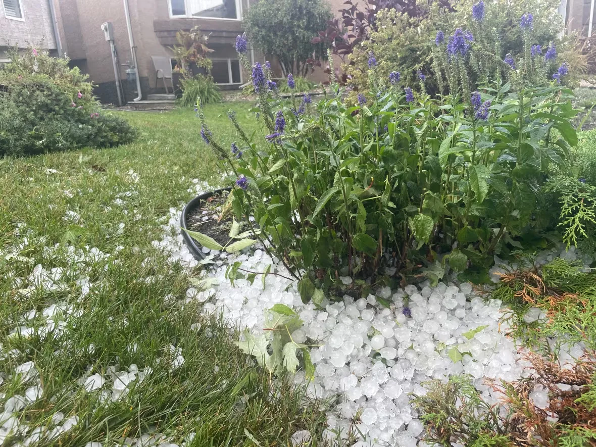CBC: hail-north-kildonan (Gabriela Klimes/CBC)