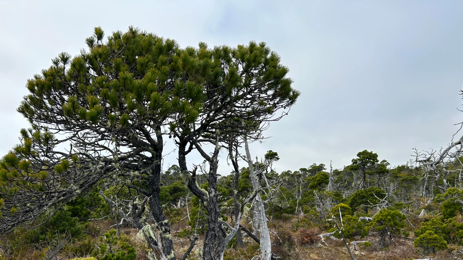 Canada's unique 'broccoli trees': Where to find them and why they grow like this