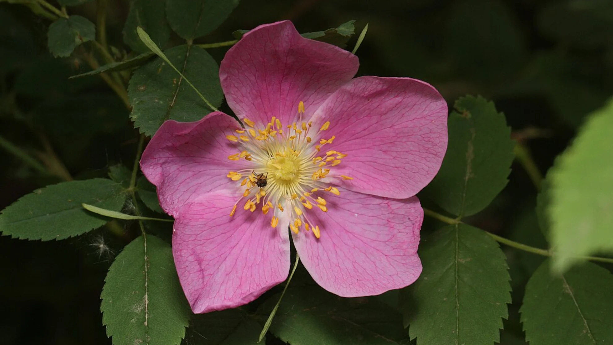 Canadian wild rose