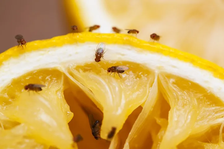 fruit fly - GettyImages-174766622