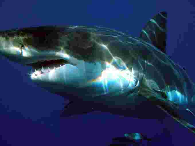 Great white shark/Sharkdiver68/Wikipedia