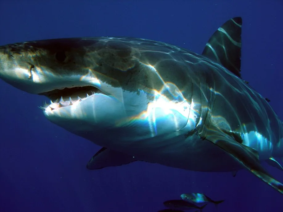 Great white shark/Sharkdiver68/Wikipedia