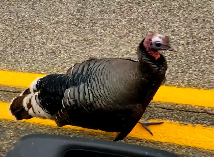 Viral video a teachable moment about risks of feeding wildlife