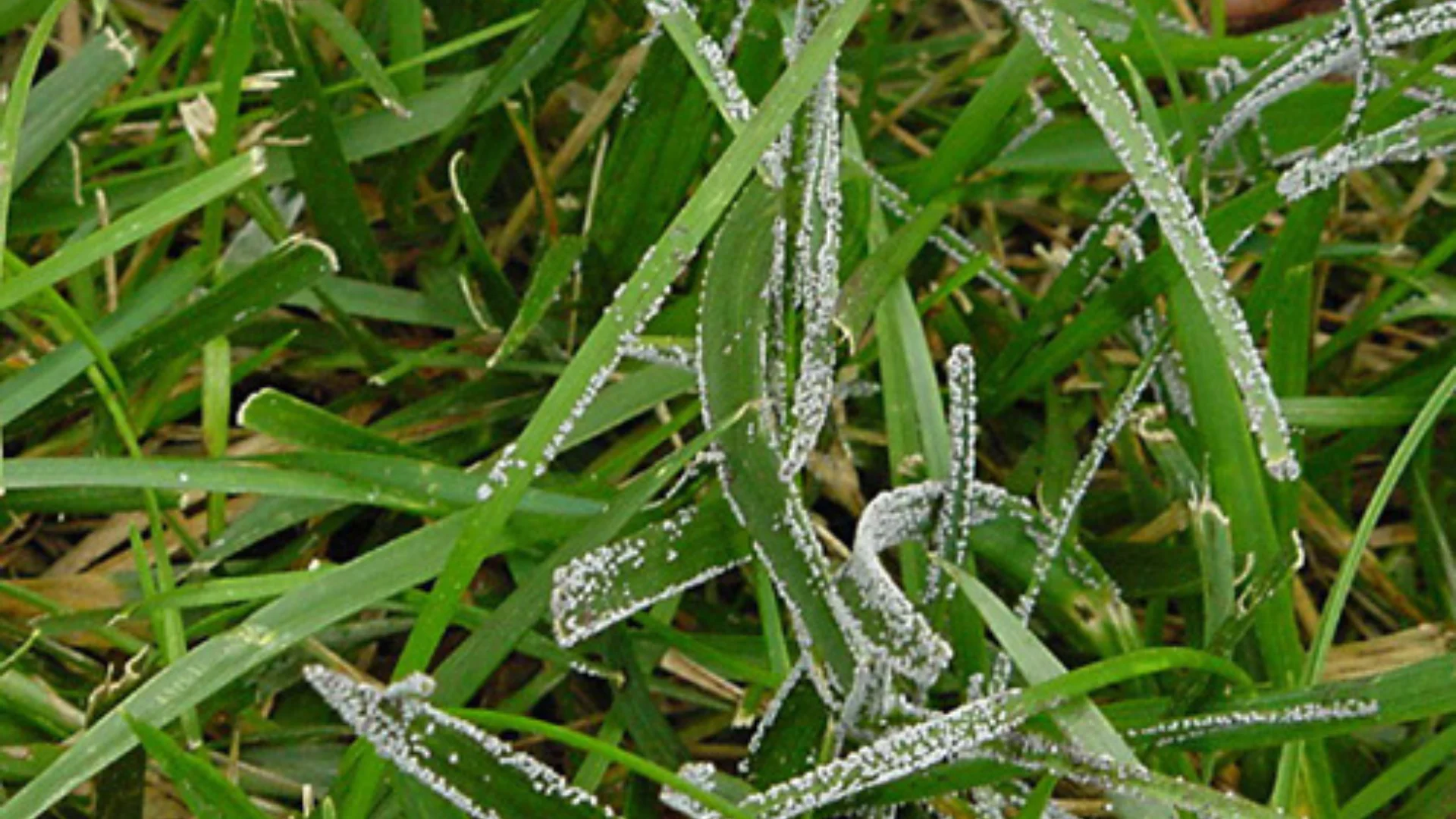 Strange-looking blobs appear in Colorado lawns after heavy rain