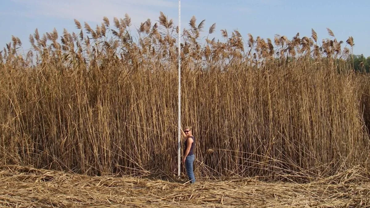 'Once you see it, you can't unsee it': The 'road-trip ruiner' plant is ...