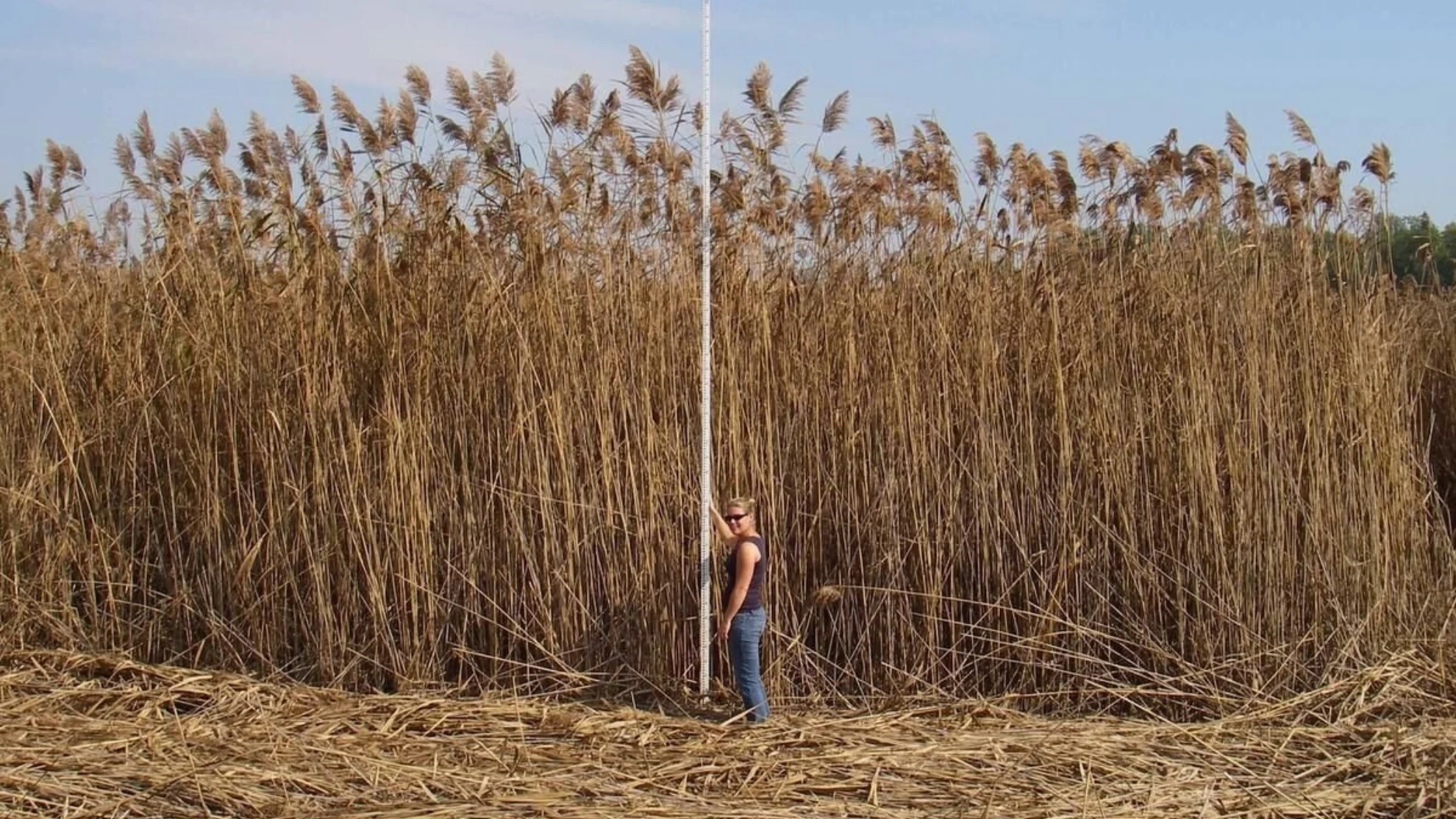 invasive phragmite